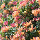 Scent Photos