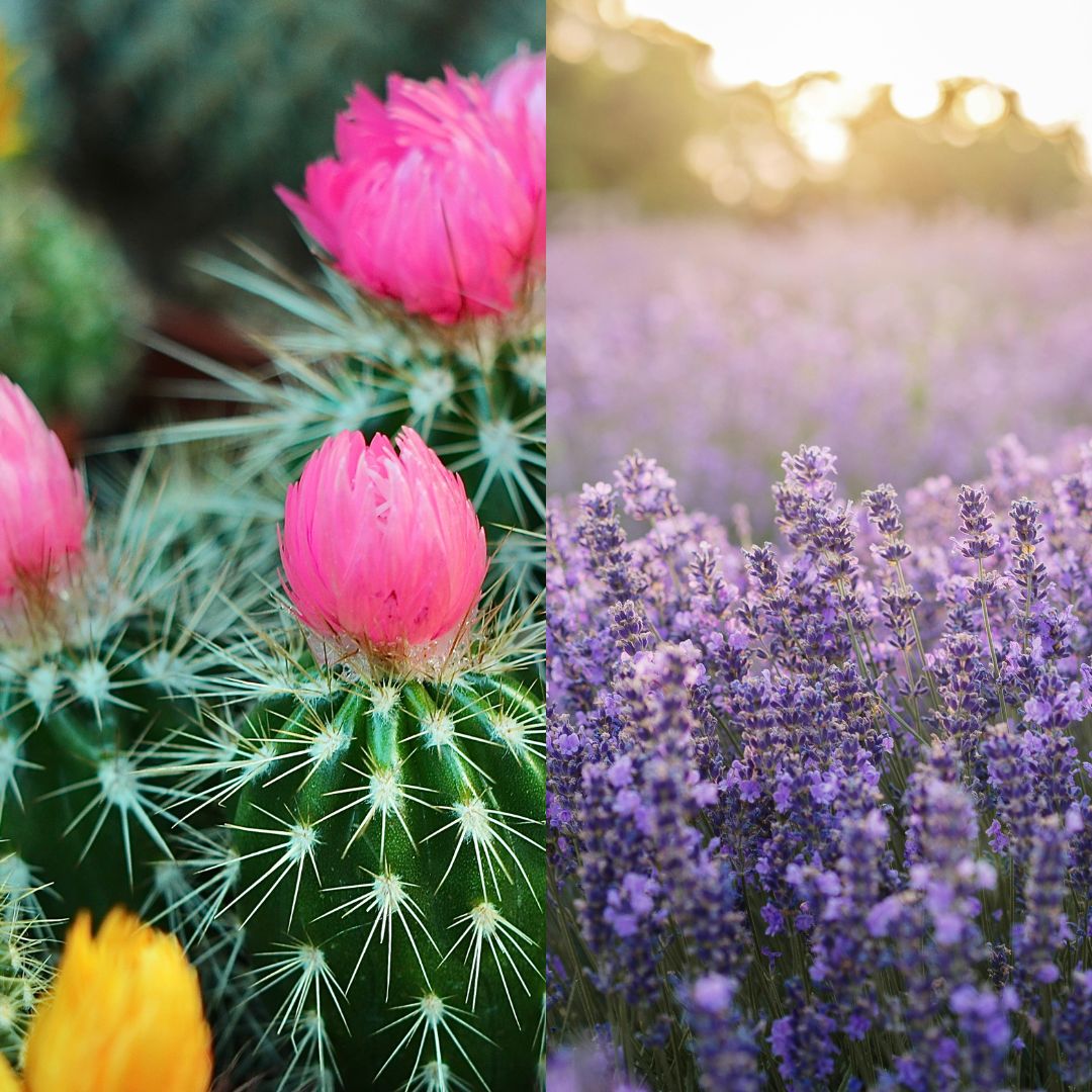Scent Photos